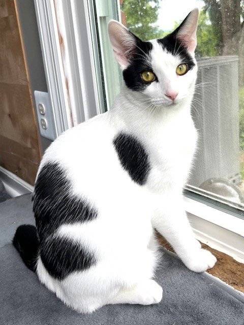 KITTEN ZETA - Domestic Short Hair available for adoption