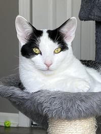KITTEN ZETA - Photo 4