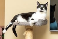 BISCUIT CATIO - Photo 2