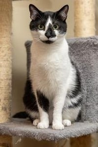 BISCUIT CATIO - Photo 3