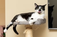BISCUIT CATIO - Photo 4