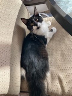 KITTEN AVA - Tuxedo available for adoption
