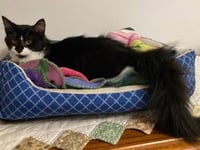 KITTEN AVA - Photo 3