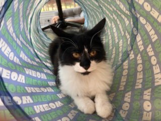 KITTEN AVA Image