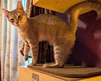 KITTEN EMMY LOU HARRIS - Photo 3