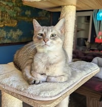 KITTEN EMMY LOU HARRIS - Photo 1