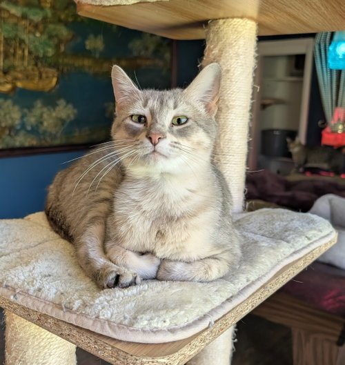 KITTEN EMMY LOU HARRIS - Tabby available for adoption