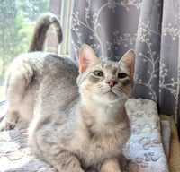 KITTEN EMMY LOU HARRIS - Photo 2
