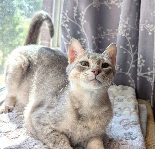 KITTEN EMMY LOU HARRIS - Tabby available for adoption