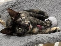KITTEN CHECKERS - Photo 3