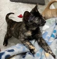 KITTEN CHECKERS - Photo 2