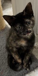 KITTEN CHECKERS Image