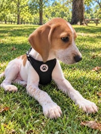 PUPPY BUTTERBALL - Photo 2