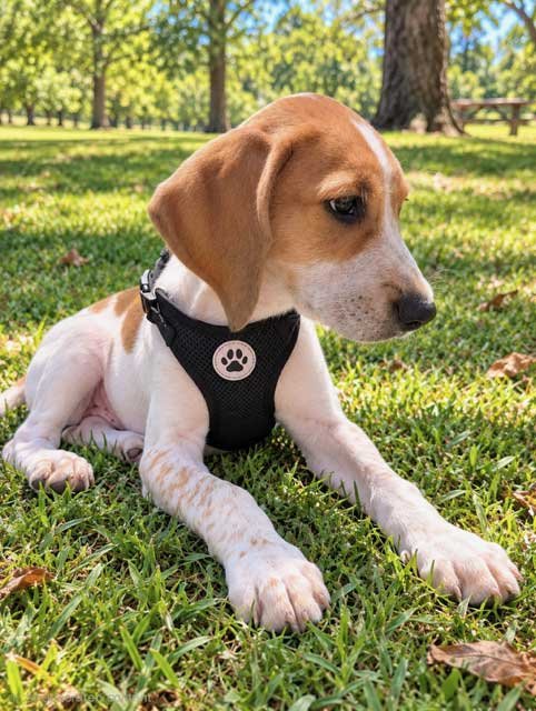 PUPPY BUTTERBALL - Hound available for adoption