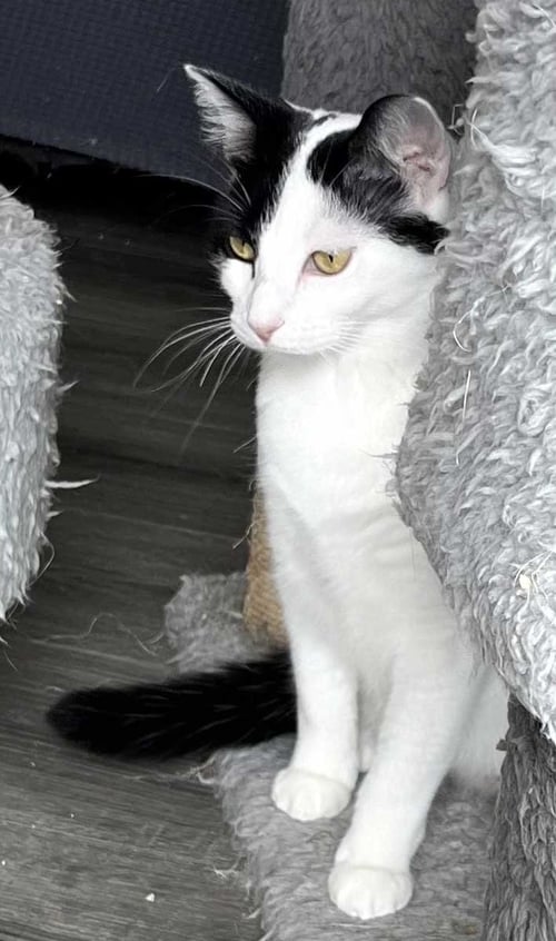 MAMA GABBY - Domestic Short Hair available for adoption