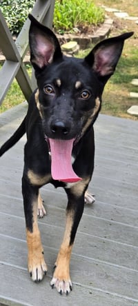 PUPPY MISTY - Photo 4