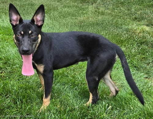 PUPPY MISTY - German Shepherd Dog available for adoption