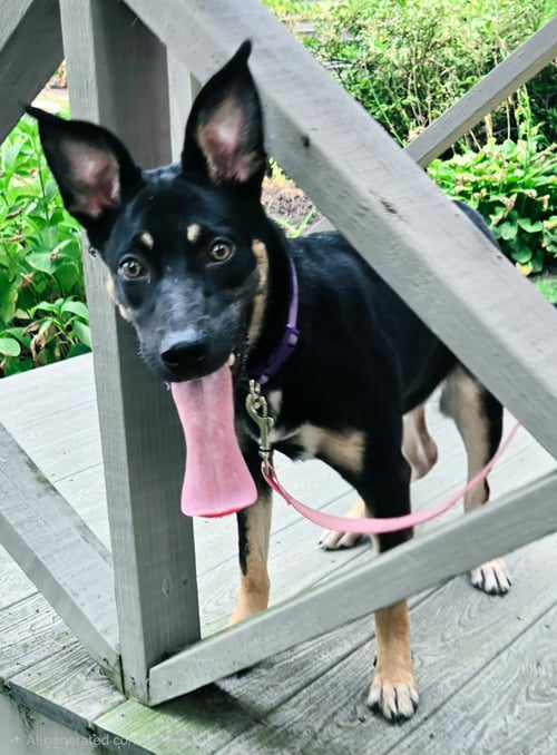 PUPPY MISTY - German Shepherd Dog available for adoption