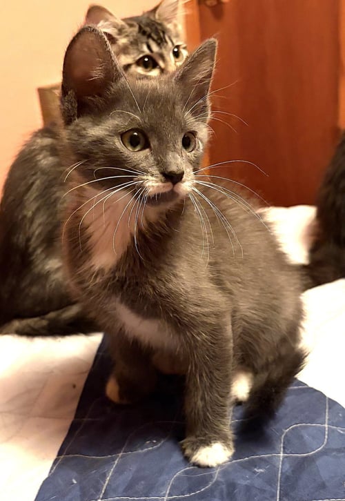 KITTEN SHIFU - Domestic Medium Hair available for adoption