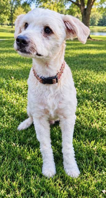BANJO - Poodle (Miniature) available for adoption