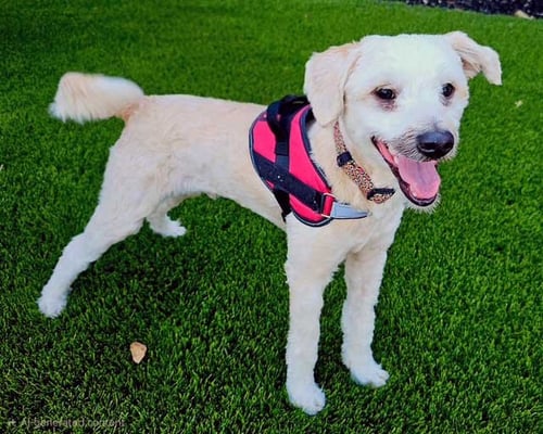 BANJO - Poodle (Miniature) available for adoption
