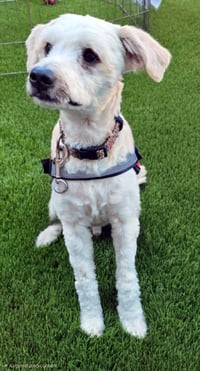 BANJO - Photo 1