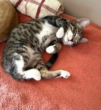 KITTEN CHARLIE-THE PRECIOUS ANGEL - Photo 2