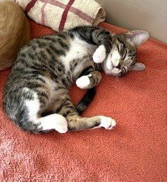 KITTEN CHARLIE-THE PRECIOUS ANGEL - Tabby available for adoption