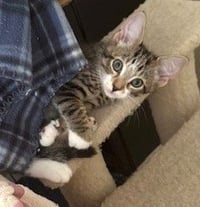 KITTEN CHARLIE-THE PRECIOUS ANGEL - Photo 3