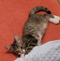 KITTEN CHARLIE-THE PRECIOUS ANGEL - Photo 4