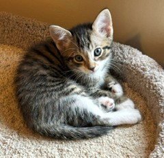 KITTEN CHARLIE-THE PRECIOUS ANGEL - Tabby available for adoption