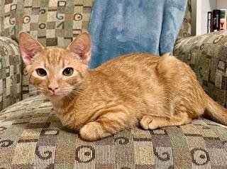KITTEN DOBBY - Tabby available for adoption
