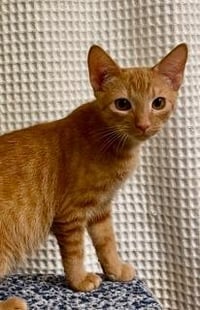 KITTEN DOBBY - Photo 3