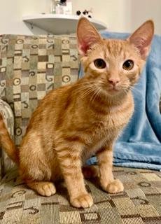 KITTEN DOBBY - Tabby available for adoption
