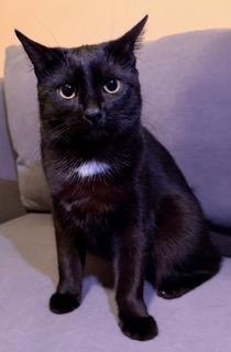 PURPLE HAZE - Domestic Short Hair available for adoption