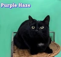 PURPLE HAZE - Photo 2