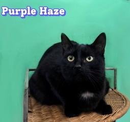 PURPLE HAZE - Domestic Short Hair available for adoption