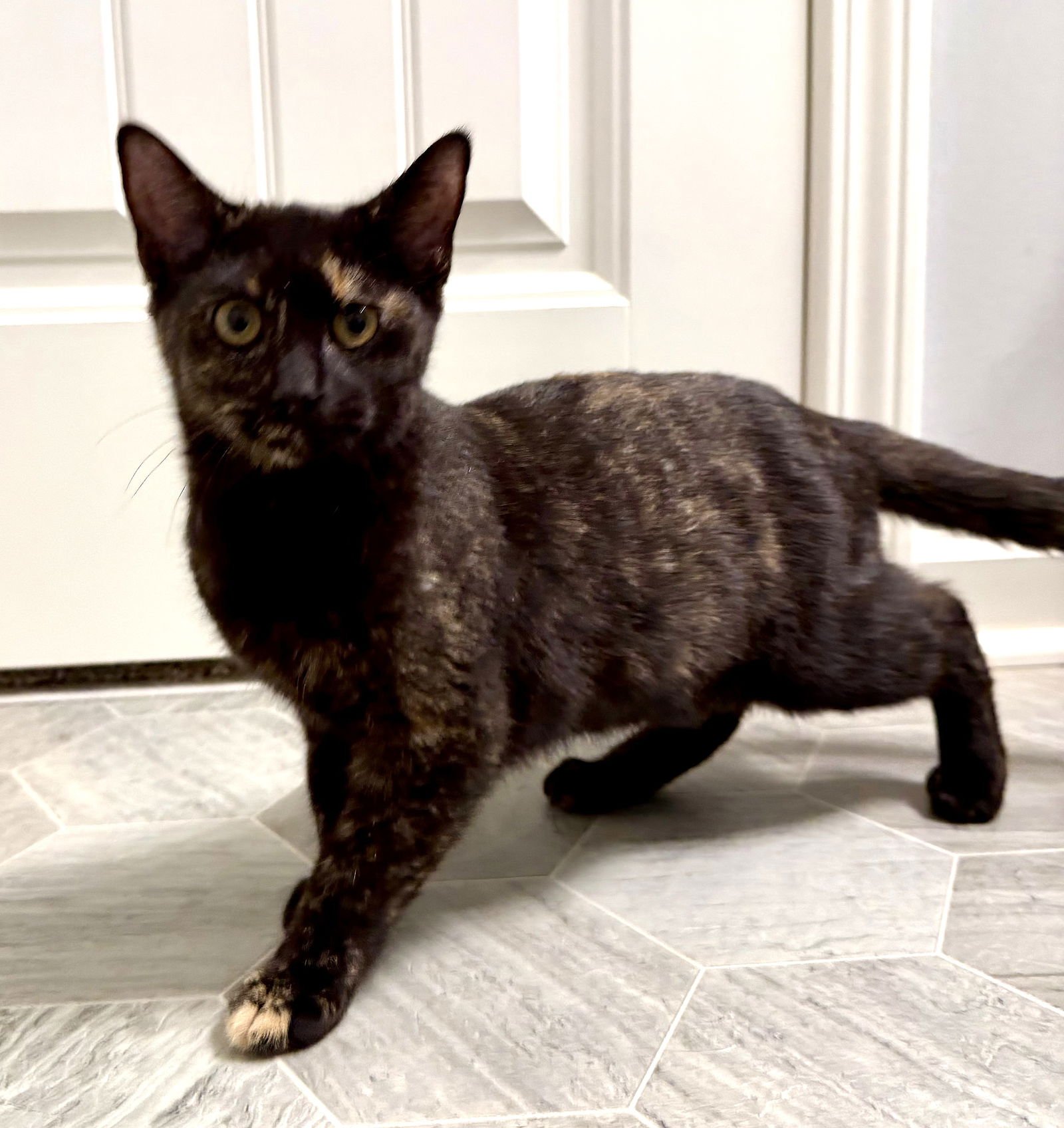 KITTEN GORGEOUS GALAXY - Photo 3