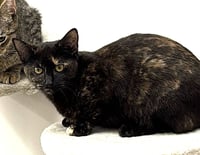 KITTEN BFF GLAMOROUS GALAXY - Photo 2