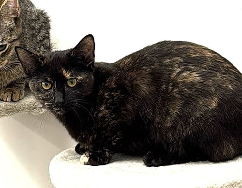 KITTEN BFF GLAMOROUS GALAXY - Tortoiseshell available for adoption