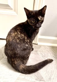 KITTEN BFF GLAMOROUS GALAXY - Photo 1