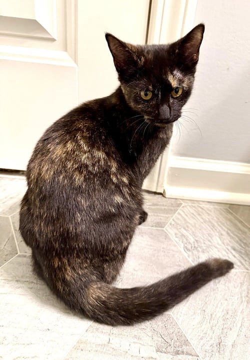 KITTEN BFF GLAMOROUS GALAXY - Tortoiseshell available for adoption