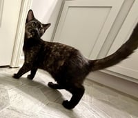 KITTEN BFF GLAMOROUS GALAXY - Photo 4