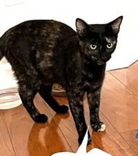 KITTEN BFF GLAMOROUS GALAXY - Photo 3