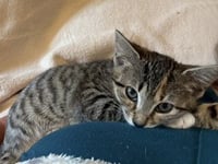 KITTEN GABBY GIRL - Photo 3