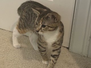 KITTEN GABBY GIRL - Tabby available for adoption