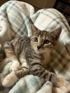 KITTEN GABBY GIRL - Tabby available for adoption