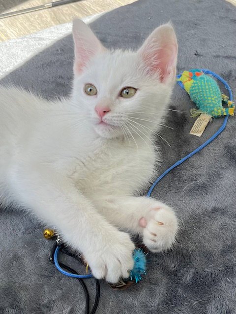 KITTEN SKAT-TE-BOO - Domestic Short Hair available for adoption