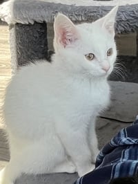 KITTEN SKAT-TE-BOO - Photo 3