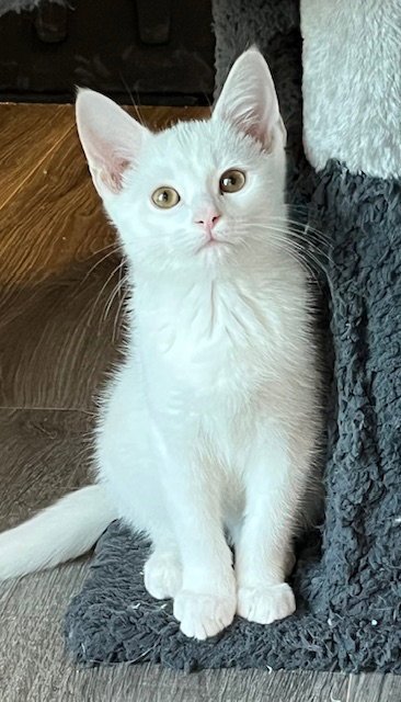 KITTEN SKAT-TE-BOO Image